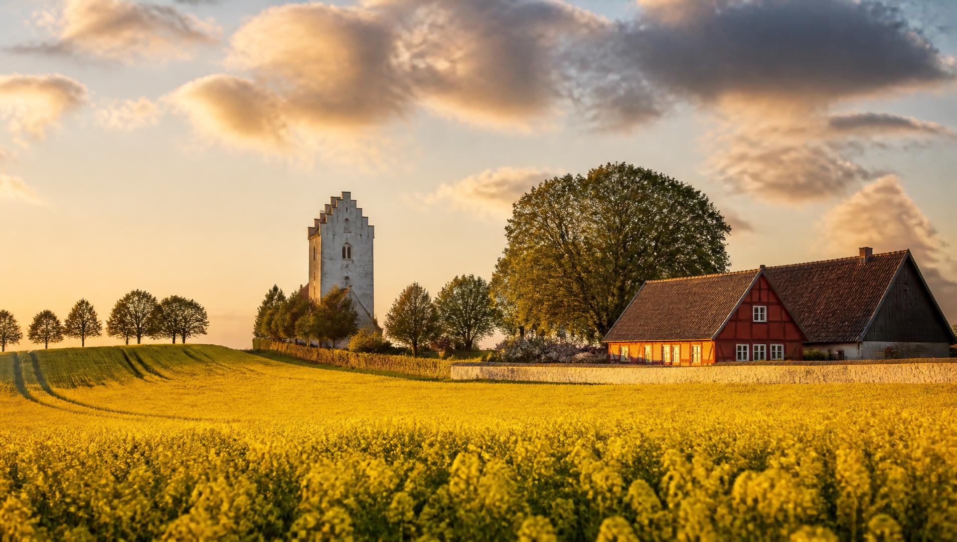 Skånskt landskap med rapsfält, kyrka och korsvirkeshus i kvällssol