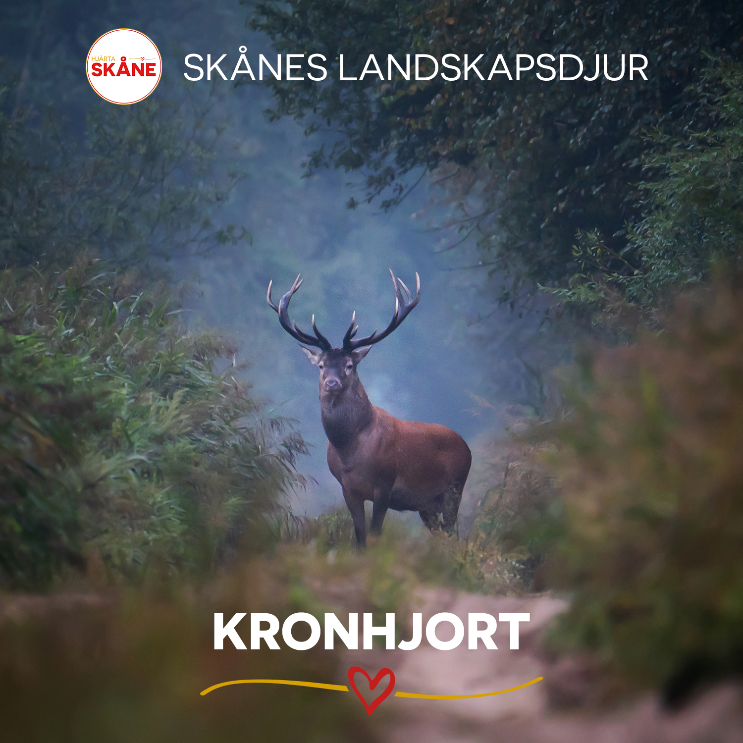Kronhjorten ❤
